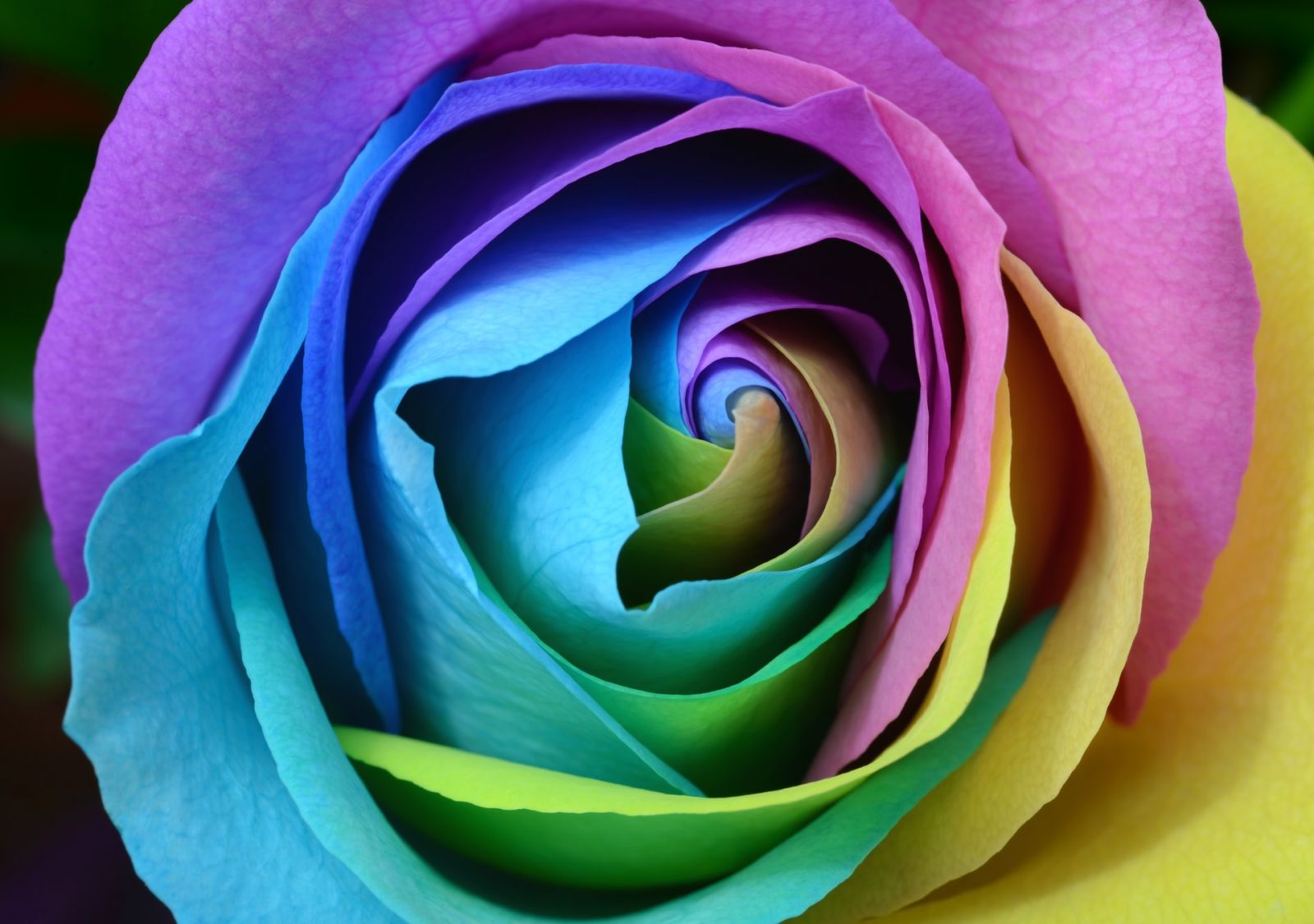 colour printing of a flower
